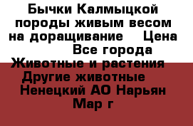 Бычки Калмыцкой породы живым весом на доращивание. › Цена ­ 135 - Все города Животные и растения » Другие животные   . Ненецкий АО,Нарьян-Мар г.